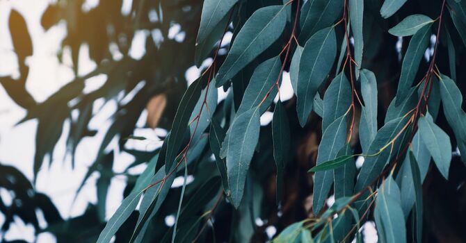 Pediatric Naturopathic Care