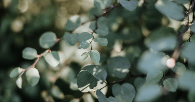Pediatric Naturopathic Care